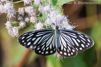 Common Wanderer Female