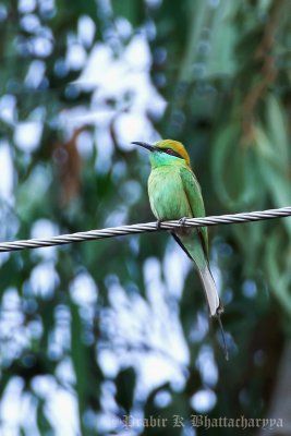 Green Bee Eater