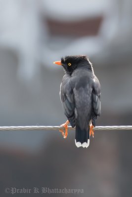 Jungle Myna