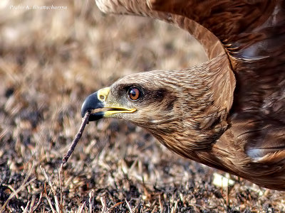 Black Kite