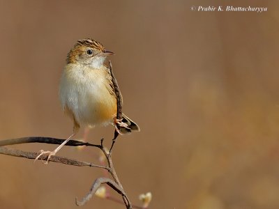 Streaked Fantail Warbler (Zitting Cisticola)