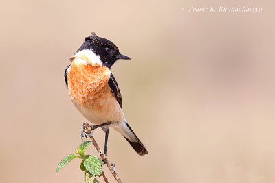 Siberian Stonechat (Male)