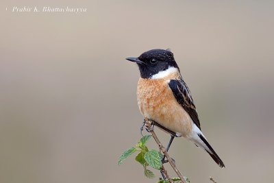 Siberian Stonechat (Male)