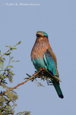 Indian Roller