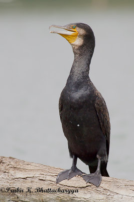 Greater Cormorant