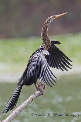 Oriental Darter