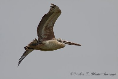 Pelican in flight