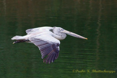 Pelican in flight