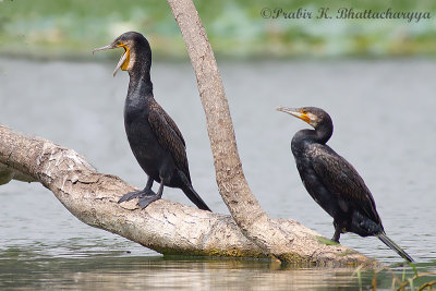A Pair of Greater Cormorants