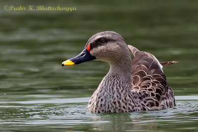 Spot-billed Duck