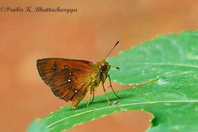 Chestnut Bob Skipper (Female)