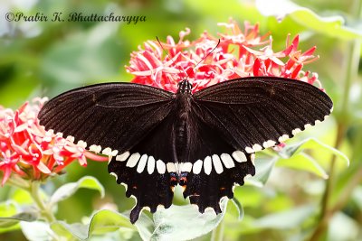 Common Mormon Male