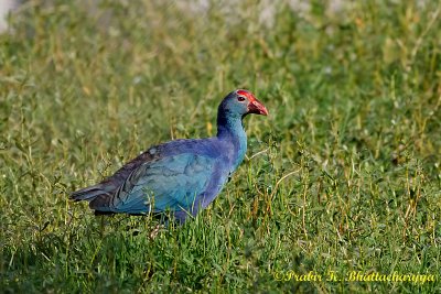 Purple Moorhen / Purple Swamphen