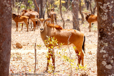 Zambian Sable Antelope