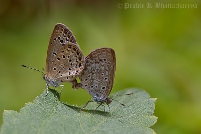 Mating - Gram Blue