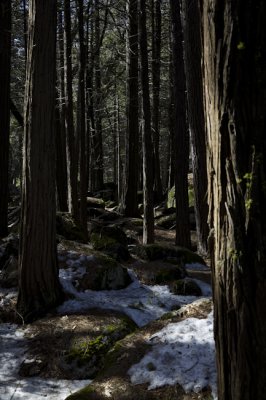 W-2011-02-09-0634- Yosemite -Photo Alain Trinckvel.jpg