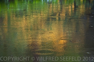 A RAINY DAY IN THE PARK