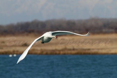 Cigno in volo .jpg