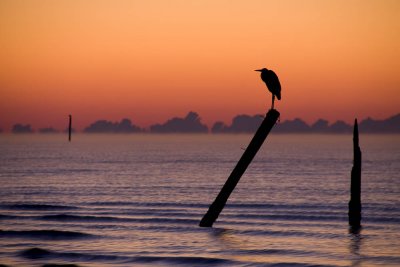 Gulf Coast Landscapes