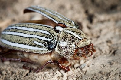 The Killpecker Beetle