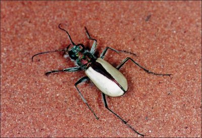 PinkCoralTigerBeetle-UtahWildlifeResources.JPG