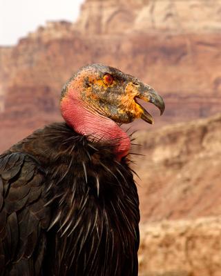 California Condor #95(DSC02140crop.jpg)