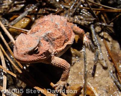 Short Horned Lizard (DSC09217w.jpg)