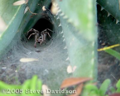 Funnel-Web Spider (DSC01869w.jpg)