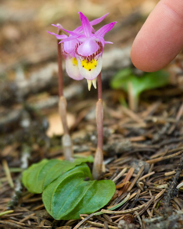 017 orchiid.jpg