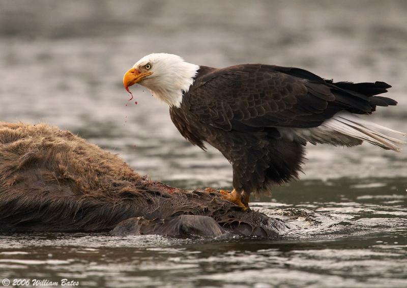Bald Eagle Feeding On The Dead 05_21_06.jpg