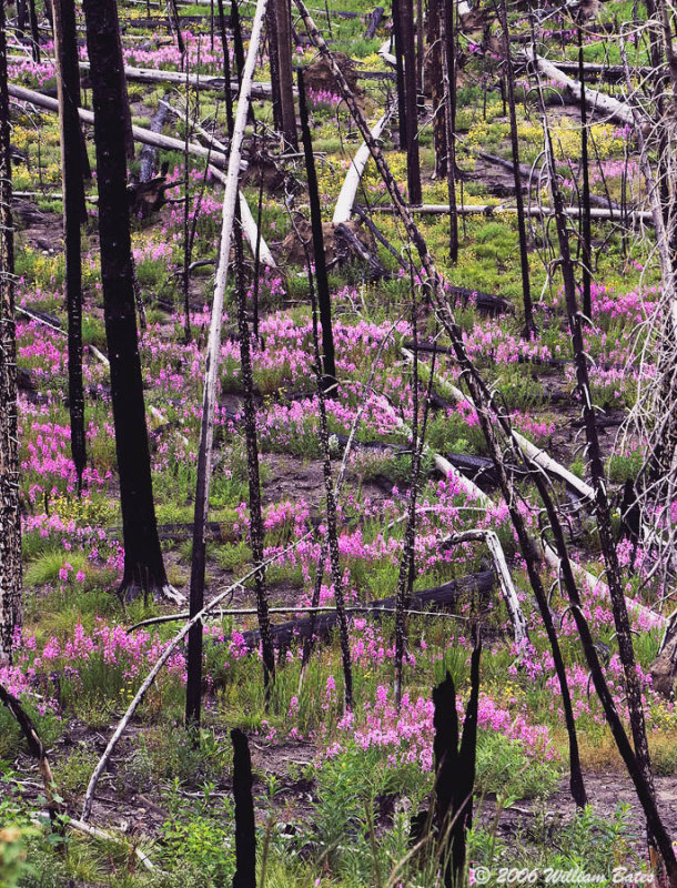 After The Fire.jpg