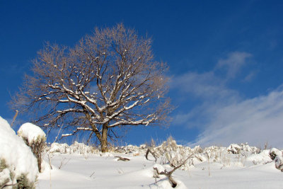 Tree in the Snow 04_03_11.jpg