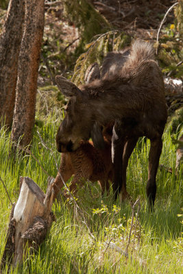 Momma and baby Moose 6_24_11.jpg