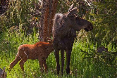 Moose nursing 6_24_11.jpg