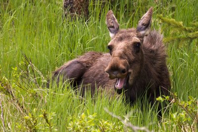 moose yawn 6_24_11.jpg