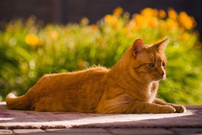 Orrin G Soaking Up Morning Sun 07-16-11