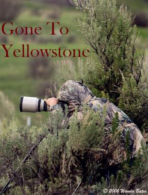 Gone To and Lost In Yellowstone
