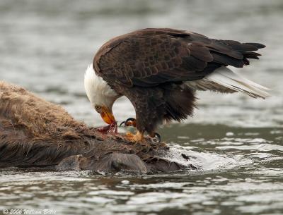 Eagle Picking The Carcass 05_21_06.jpg