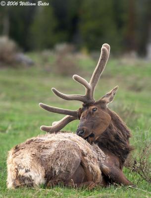 Back Lit Elk.jpg