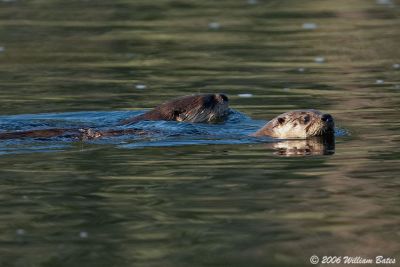 Otters 2 07_08_06.jpg