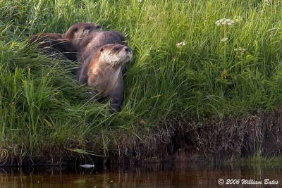 Otters 3 07_08_06.jpg