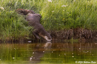 Otters 07_08_06.jpg