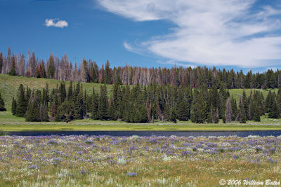 A Summers Day in Yellowstone.jpg