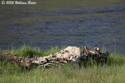 Elk Carcass Along the Madison.jpg