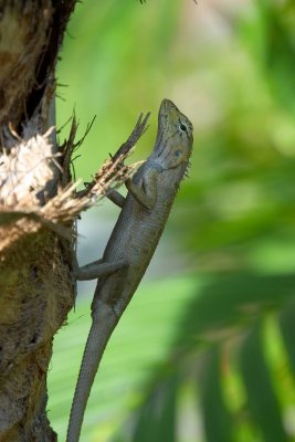 crabs & lizards