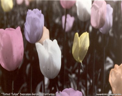 Tinted Tulips 1990 Hand Tinted