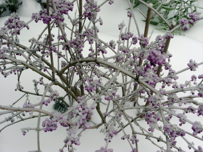 Frozen Beauty Berry