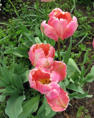 Marlene's Parrot Tulips