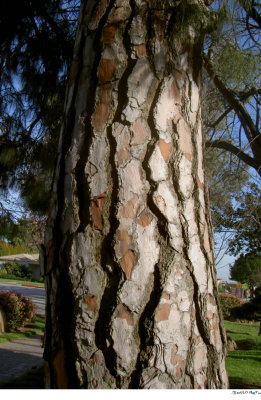 Stoner Park Pine Tree Bark