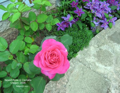 Roses  Purple Clematis